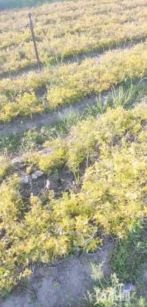 高度20厘米六道木