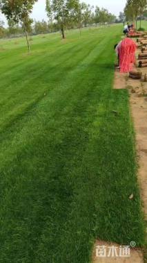 草卷状百慕大草