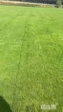 草毯状马尼拉草