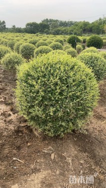 高度150厘米金姬小蜡