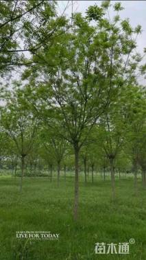 18公分国槐