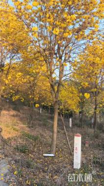 12公分黄花风铃木