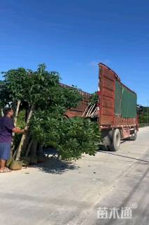 5公分紫花风铃木