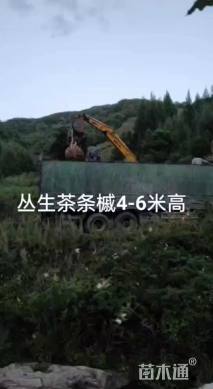 高度700厘米丛生茶条槭
