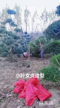 8公分造型小叶女贞