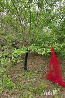 高度300厘米蜡梅