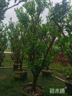 高度250厘米脐橙