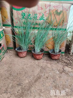 高度20厘米糖蜜草