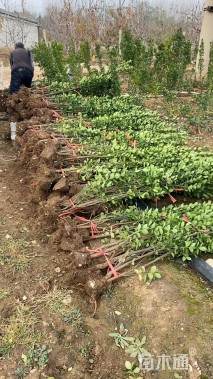 高度150厘米冬红北海道黄杨