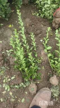 高度50厘米卫矛