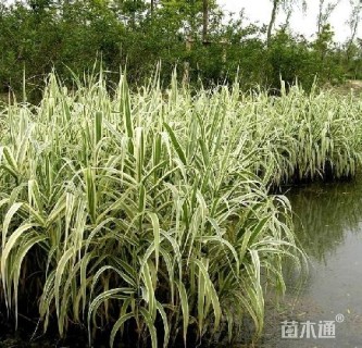 高度35厘米花叶芦竹