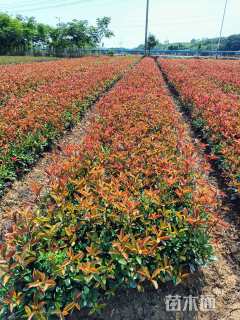 0.5公分红叶石楠