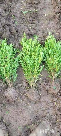 高度30厘米瓜子黄杨