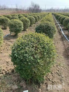 冠幅60厘米小叶女贞球