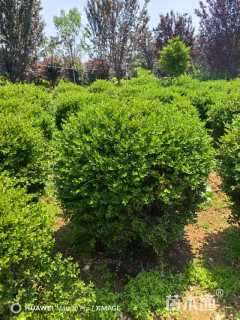冠幅120厘米小叶黄杨球