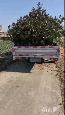 高度180厘米红叶石楠篱笆