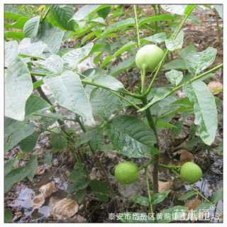 高度80厘米核桃小苗