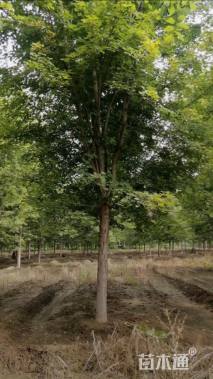 24公分美国红枫