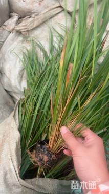 高度40厘米花叶芒