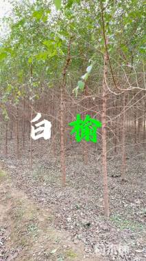 6公分白榆