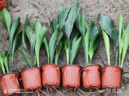 高度30厘米一叶兰