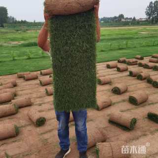 草卷状百慕大草