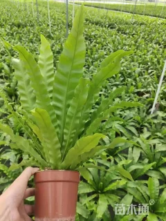 高度35厘米鸟巢蕨