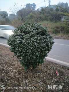 高度110厘米三角梅