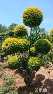 3公分造型亮晶女贞