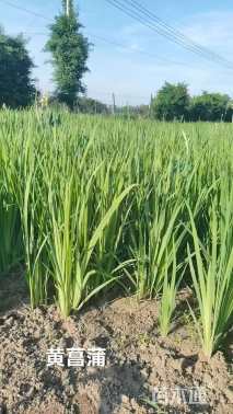 高度60厘米黄菖蒲