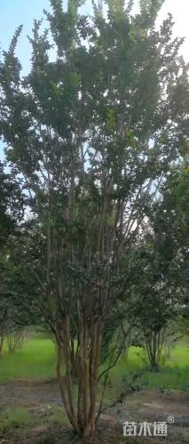 高度500厘米丛生紫薇