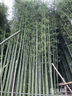 容器苗青皮竹