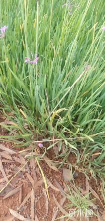 高度40厘米紫娇花