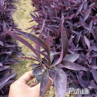 高度5厘米紫叶鸭趾草
