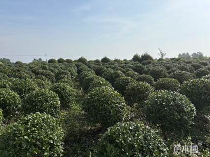 冠幅100厘米无刺构骨球