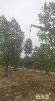 12公分澳洲火焰木