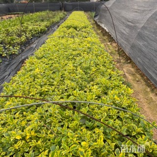 高度15厘米金边假连翘