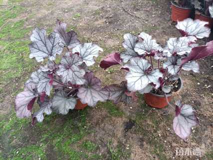 高度10厘米矾根