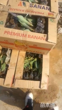 高度40厘米郁金香