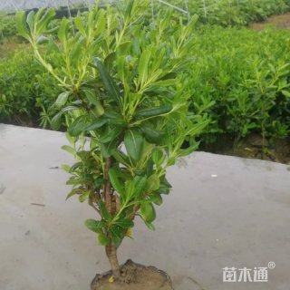 高度30厘米海桐小苗