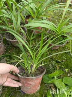 高度25厘米百子莲