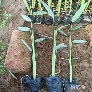 高度30厘米再力花