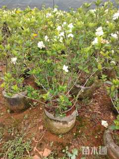高度80厘米大叶栀子
