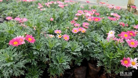 高度15厘米玛格丽特花