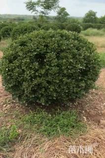 冠幅80厘米大叶黄杨球