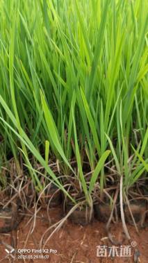 高度30厘米火星花