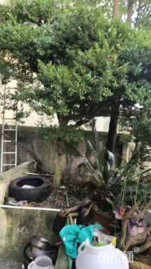 高度4500厘米雀舌黄杨