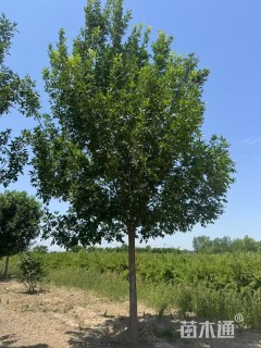 13公分绒毛白蜡