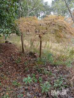 高度170厘米羽毛枫