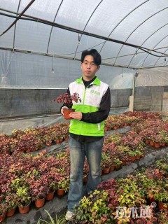 高度20厘米火焰南天竹